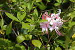 Pink azalea